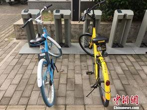 鸠占鹊巢图片,一场生态位争夺的视觉演绎