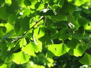 水树  资料,揭秘自然界的生命之源与生态奥秘